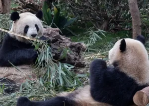 giant-pandas - Jaya Travel & Tours Two giant pandas eating bamboo in a bamboo-filled enclosure, one facing the camera while the other has its back to the viewer.