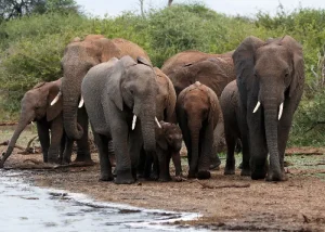 kruger-national-park - Jaya Travel & Tours A herd of elephants gathered at a muddy riverbank, including adults and calves, near green bushes.