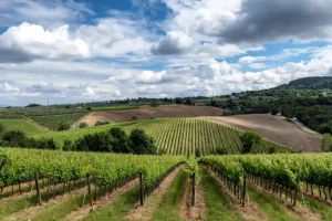 tuscan-vineyards - Jaya Travel & Tours Vineyard rows stretch across rolling hills under a blue sky with white clouds.
