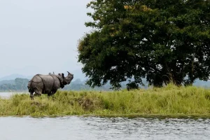 kaziranga-national-park-wildlife - Jaya Travel & Tours Rhino standing on a grassy riverbank beside calm water, with a large tree in the background.