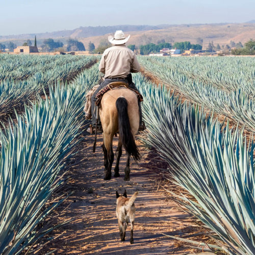 Farmer on his horse taking a tour of his Agave plants in Tequila, Jalisco, Mexico by Jaya Travel & Tours.
