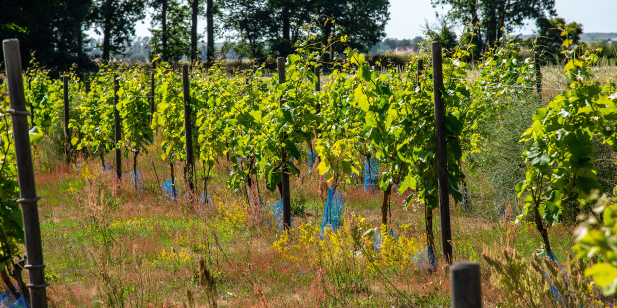 Vineyard in Sweden in sunny daylight where the swedish wine scene is drawing in culinary tourism.