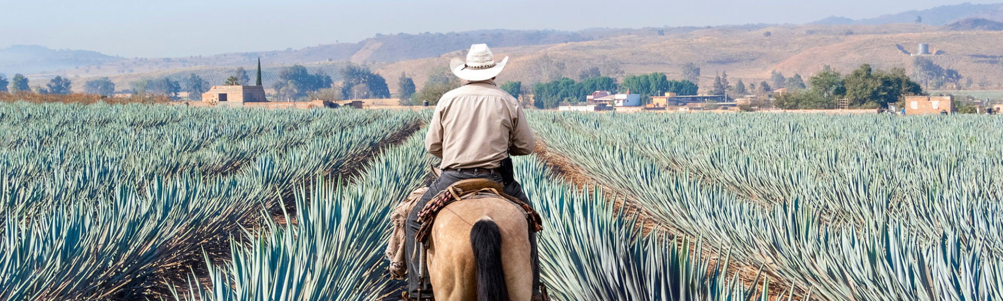 Farmer on his horse taking a tour of his Agave plants in Tequila, Jalisco, Mexico during a Jaya Travel & Tours' tour.